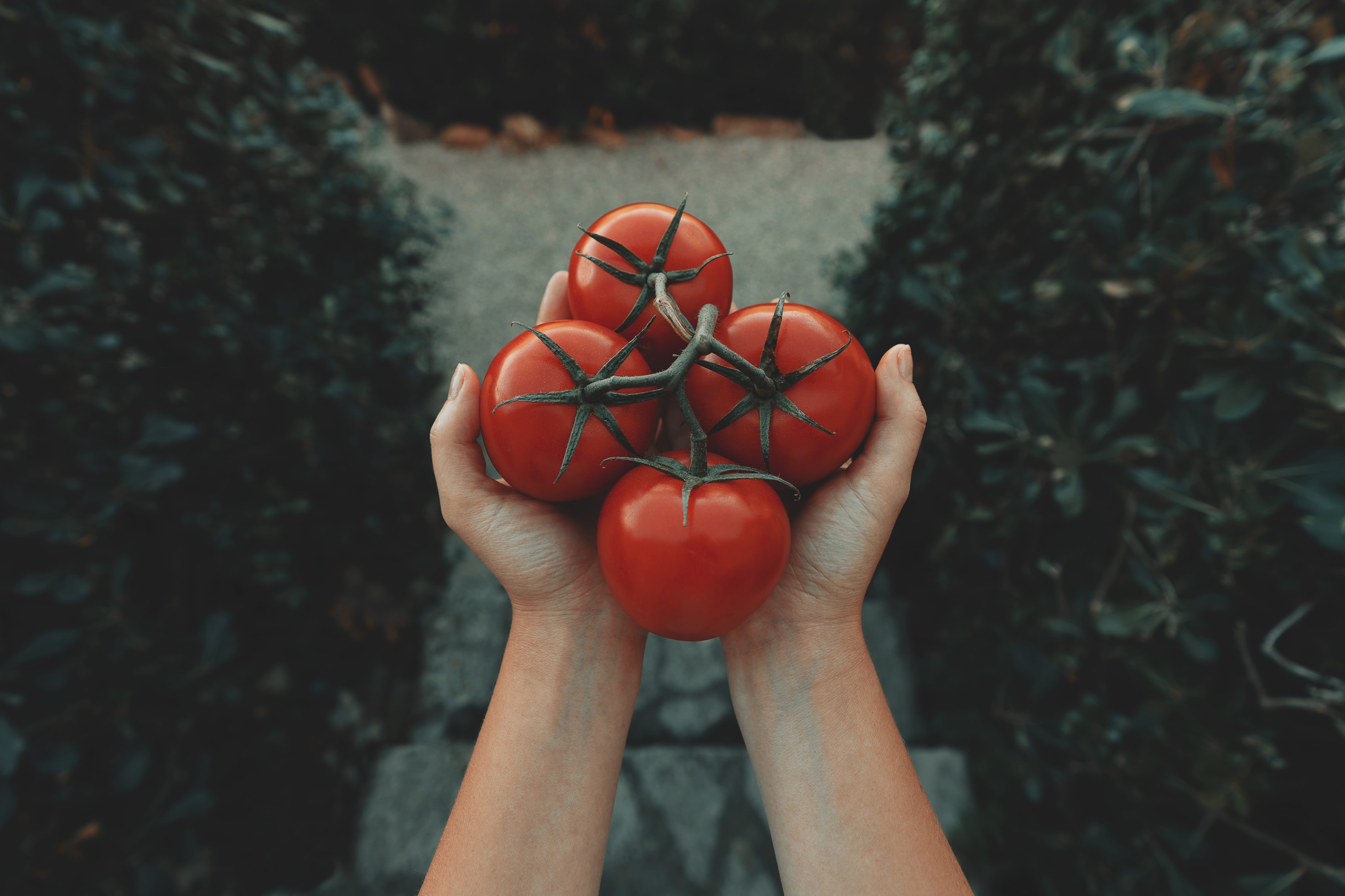 propiedades tomate